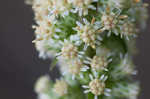 White goldenrod